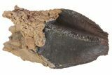 Rooted Triceratops Tooth - South Dakota #70138-2